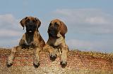 DOGUE ALLEMAND 295